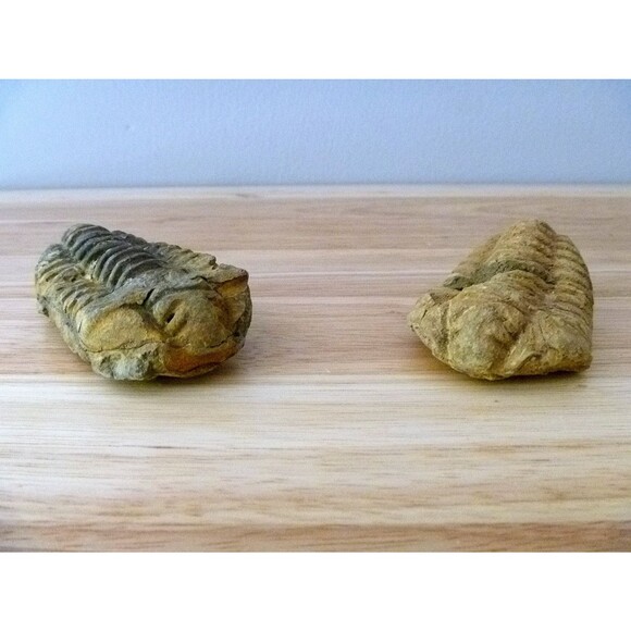 Calymene Trilobite 1 - 2" mud bugs fossils rocks minerals unique gifts vintage - Picture 2 of 3